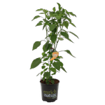 170mm Chilli Fire Flame Orange - Capsicum annuum