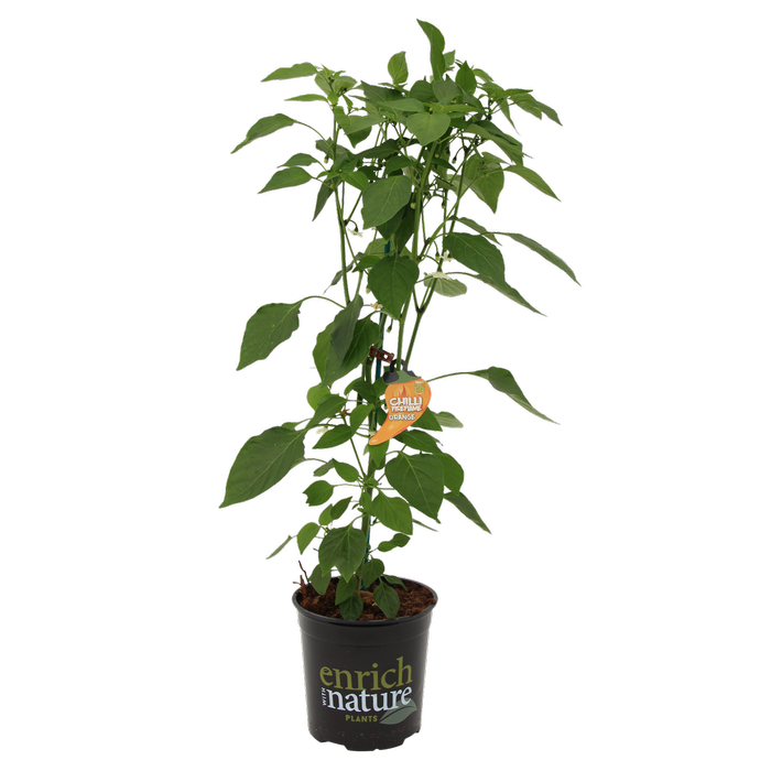 170mm Chilli Fire Flame Orange - Capsicum annuum