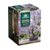 Fothergill's Jacaranda Bonsai Kit