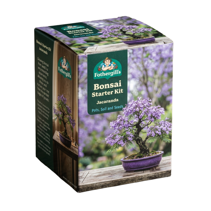 Fothergill's Jacaranda Bonsai Kit