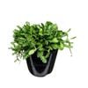 1.9L Leptinella Traillii - Alpine Button Daisy