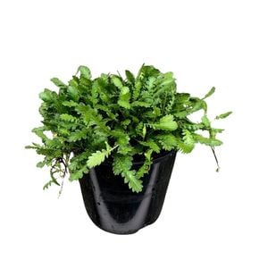 1.9L Leptinella Traillii - Alpine Button Daisy