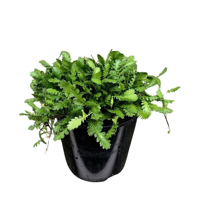 1.9L Leptinella Traillii - Alpine Button Daisy
