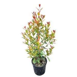2L Lilly Pilly - Eugenia ventenati