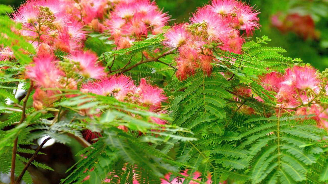 Fluffy, pink, flower heads cover the tree with a long summer bloom.
