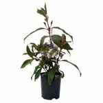 140mm Pink Swa Early Dawn - Luculia gratissima