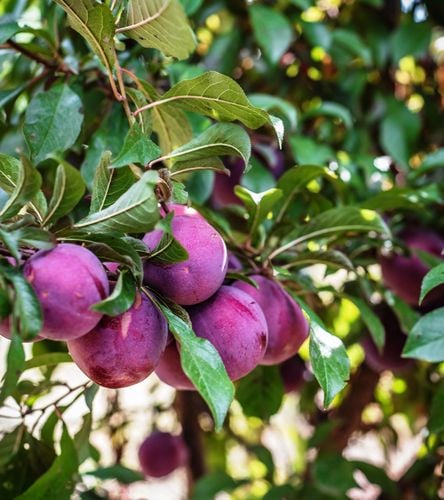 Crab apples growing on a tree