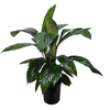 170mm Peace Lily - Spathiphyllum Sensation