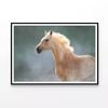 White Horse in Movement  Print 100% Australian Made 90x60cm  (Poster)