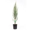 200mm Skyrocket Juniper - Juniperus virginiana