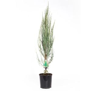 200mm Skyrocket Juniper - Juniperus virginiana