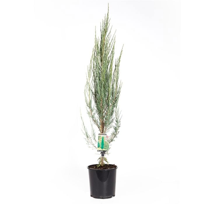 200mm Skyrocket Juniper - Juniperus virginiana