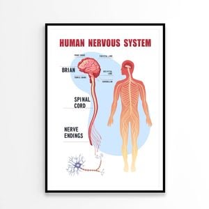 Human Nervous System  Print 100% Australian Made 60x90cm  (Poster)