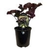 1.9L Ligularia Britt Marie Crawford