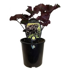 1.9L Ligularia Britt Marie Crawford