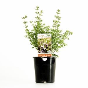 140mm Westringia Aussie Box  - Westringia hybrid