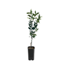 4L Lemonade Grafted - Citrus meyeri and Citrus limon