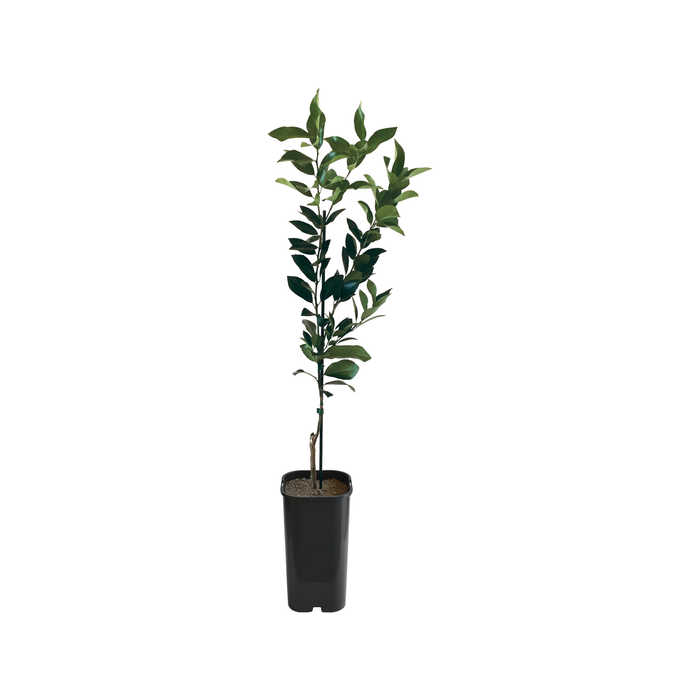 4L Lemonade Grafted - Citrus meyeri and Citrus limon