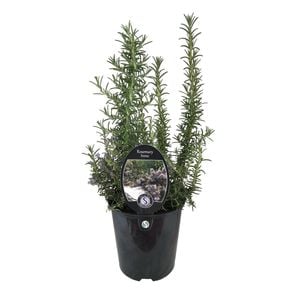 1.9L Rosemary Irene - Rosmarinus officinalis Irene