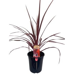 Shade Plants