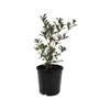 170mm Variegated Holly Osmanthus - Osmanthus heterophyllus Variegata