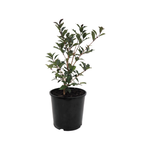 170mm Variegated Holly Osmanthus - Osmanthus heterophyllus Variegata