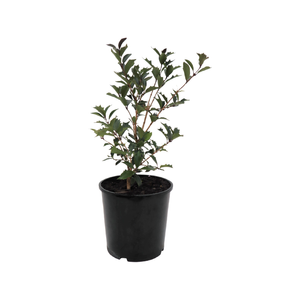 170mm Variegated Holly Osmanthus - Osmanthus heterophyllus Variegata