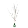 Bagged Flowering Plum - Prunus Elvins
