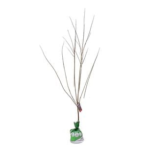Bagged Flowering Plum - Prunus Elvins