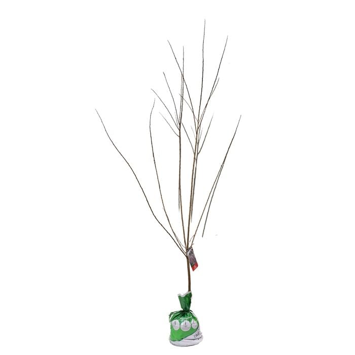 Bagged Flowering Plum - Prunus Elvins