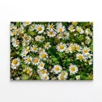 Daisies Flowers Plants in Bloom  Print 100% Australian Made 75 x 50cm  (Stretched)