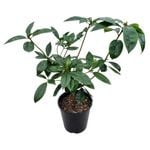 3.3L Vireya Scented Sun - Vireya