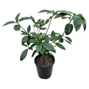 3.3L Vireya Scented Sun - Vireya