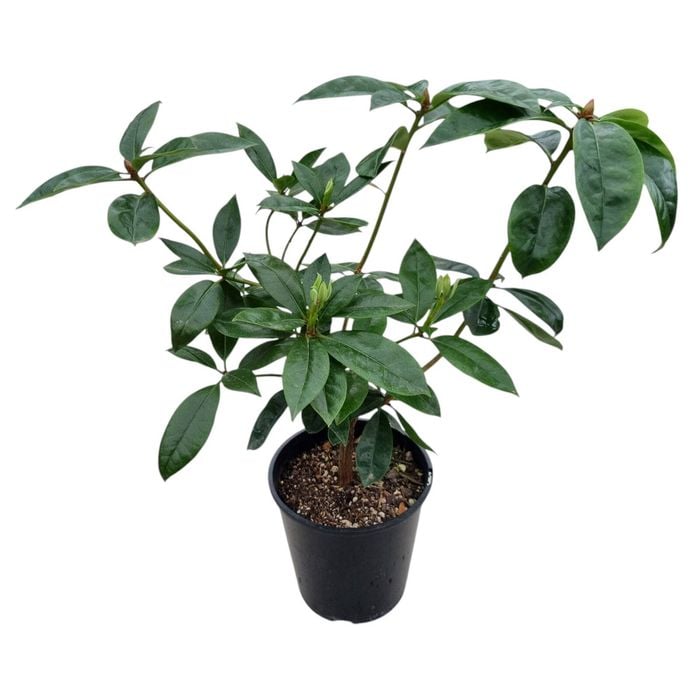 3.3L Vireya Scented Sun - Vireya