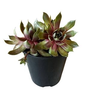 1.9L Sempervivum 'Amber' - Sempervivum