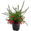 2.5L Grevillea Assorted - Family Proteaceae