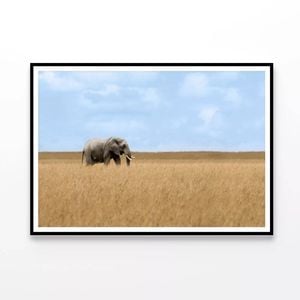 Elephant Walking Through Grass  Print 100% Australian Made 120x90cm  (Poster)