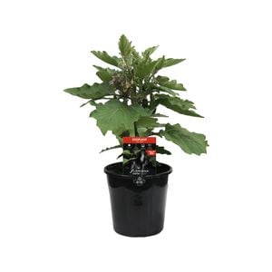 180mm Eggplant Patio Baby - Solanum melongena