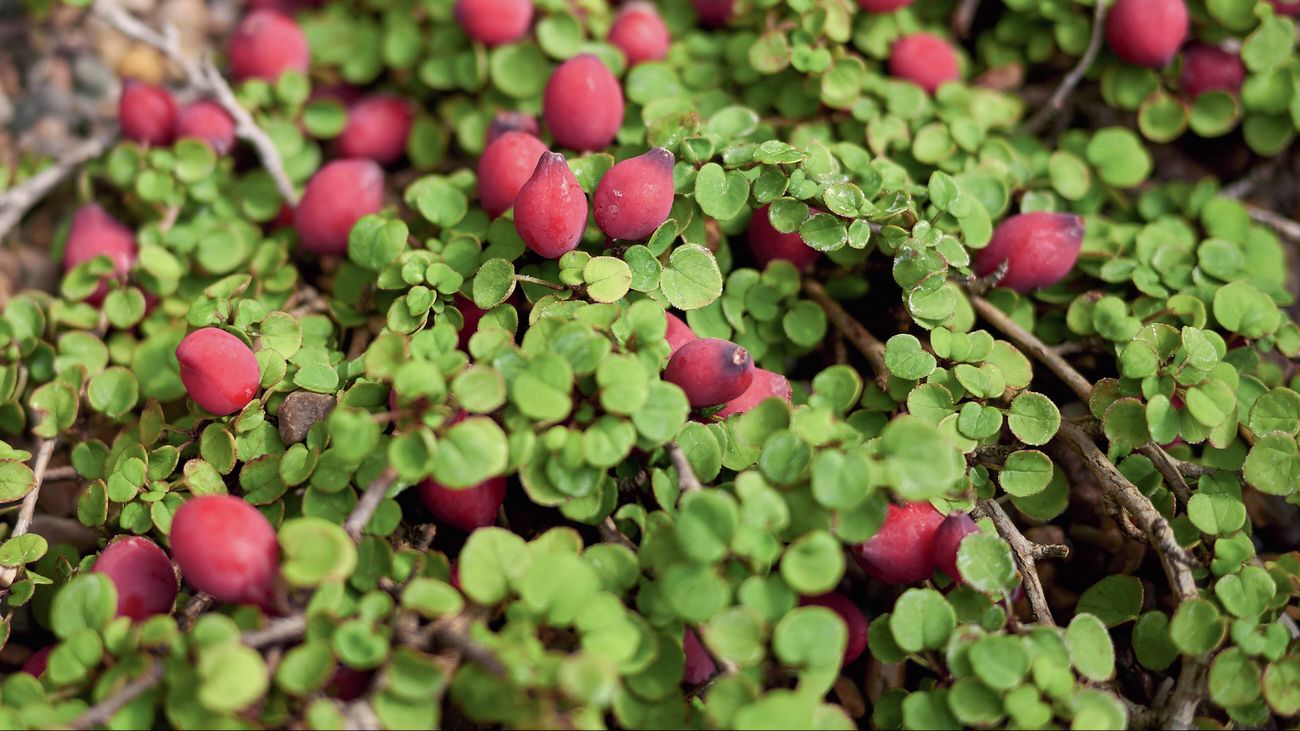 Close up of the creeping fuschia groundcover plant with tiny round green leaves and small oval red berries.
