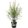 140mm Pittosporum Pinnacle - Pittosporum tenuifolium