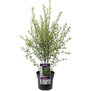 140mm Pittosporum Pinnacle - Pittosporum tenuifolium