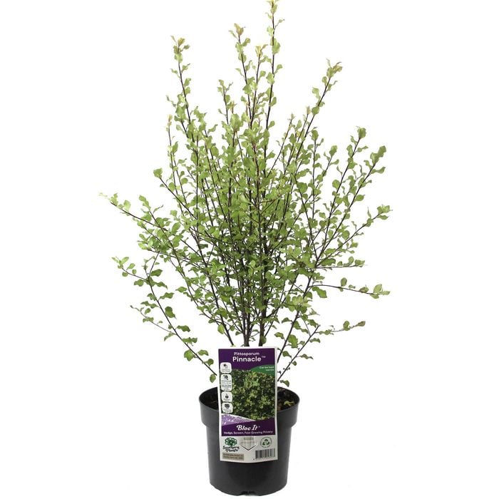 140mm Pittosporum Pinnacle - Pittosporum tenuifolium