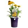 140mm Sunseekers Golden Sun - Echinacea purpurea