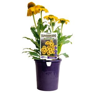 140mm Sunseekers Golden Sun - Echinacea purpurea