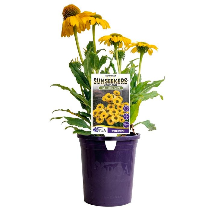 140mm Sunseekers Golden Sun - Echinacea purpurea