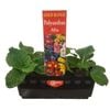 Punnet Polyanthus Mix - Gold Flower Range