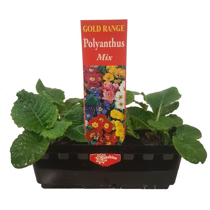 Punnet Polyanthus Mix - Gold Flower Range