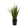 140mm Dianella Revelation - Dianella revoluta