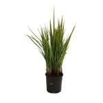 140mm Dianella Revelation - Dianella revoluta