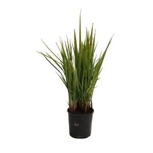 140mm Dianella Revelation - Dianella revoluta